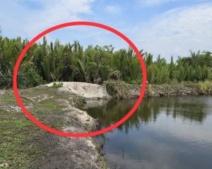 Kaolin Diduga Ilegal Kembali Masuk, PT Jui Shin Indonesia: Bungkam Soal Dirut Chang Jui Fang Mangkir Dari Panggilan Polda Sumut