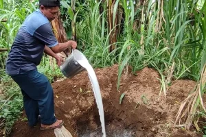 Pemerintah lebih Milih Impor, Peternak Buang Susu Sapi