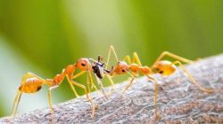 Semut Itu Binatang Kecil dan Lemah, Tapi Banyak Pelajaran Baik untuk Hidup Kita dari Semut