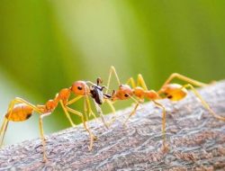 Semut Itu Binatang Kecil dan Lemah, Tapi Banyak Pelajaran Baik untuk Hidup Kita dari Semut