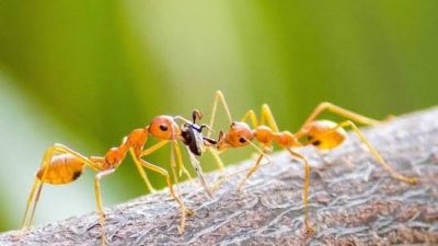 Semut Itu Binatang Kecil dan Lemah, Tapi Banyak Pelajaran Baik untuk Hidup Kita dari Semut